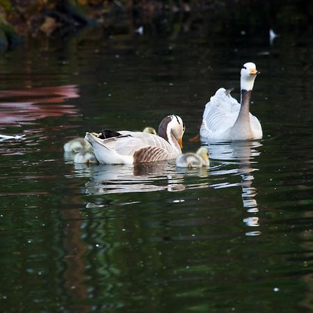 B&B De Rentmeesterhoeve Reningelst Luaran gambar