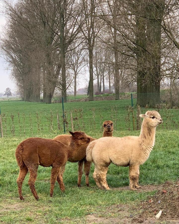 B&B De Rentmeesterhoeve Reningelst Luaran gambar