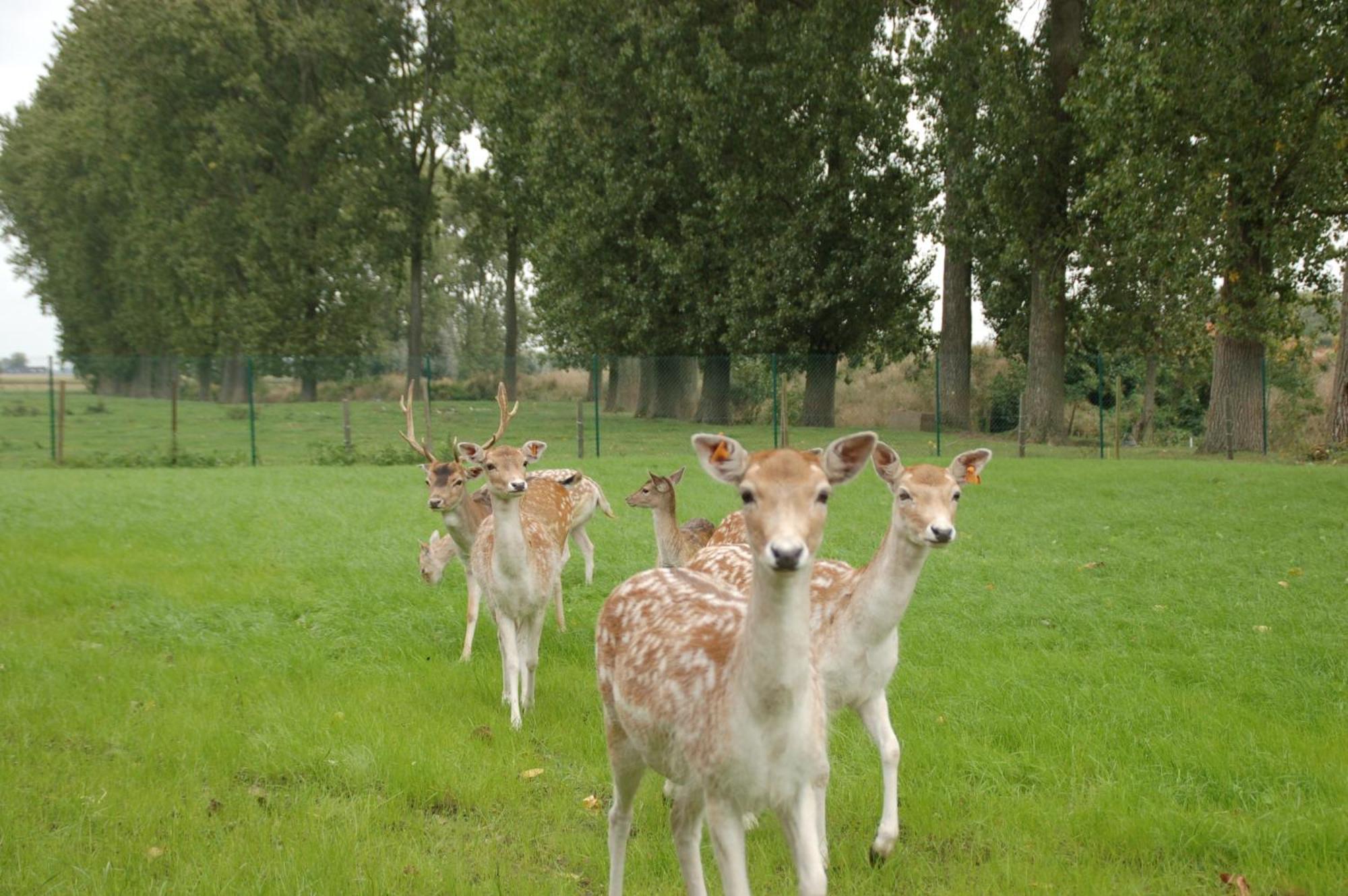 B&B De Rentmeesterhoeve Reningelst Luaran gambar